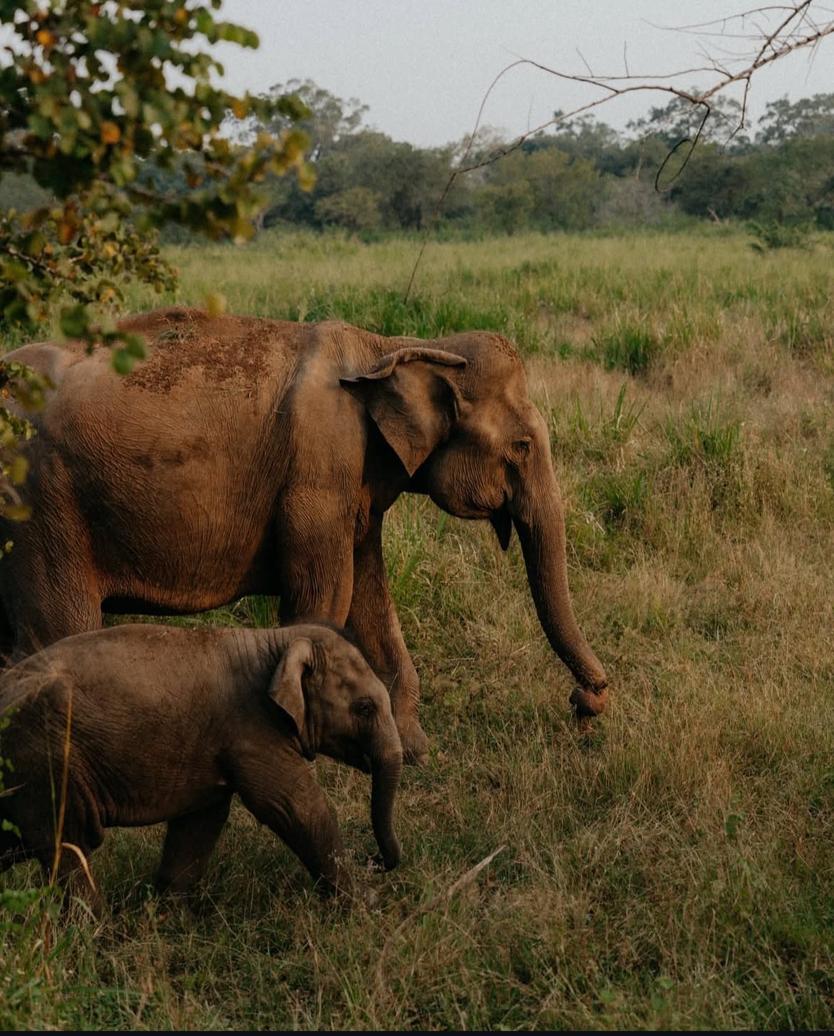 Minneriya national park