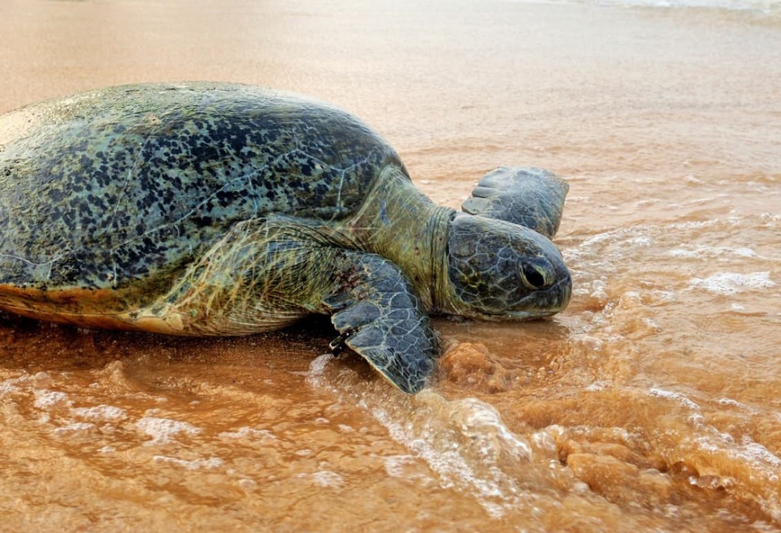 Sea Turtle Hatchery Centre