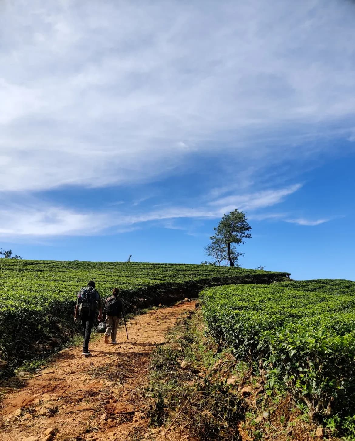 Pekoe trail (Stage 16)