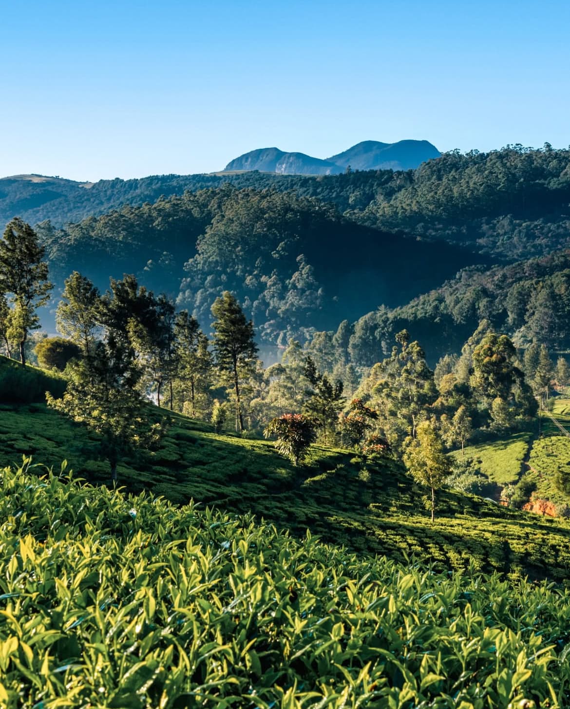 Cultural peaks and southern wilds